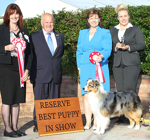 Paignton 2016 Reserve Best Puppy In Show