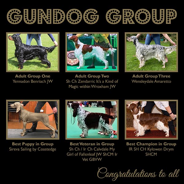 Gundog Group Winners 2020