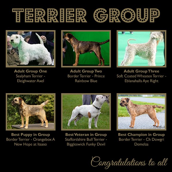 2020 Terrier Group Winners