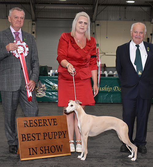 Paignton 2021 Reserve Best Puppy In Show