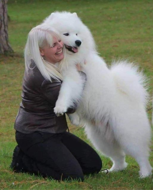 Paignton Championship Dog Show Home Paignton Championship Dog Show Home